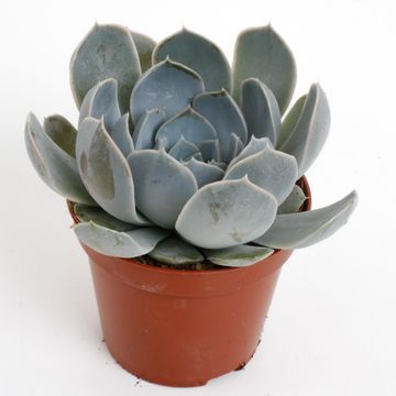 Echeveria minima