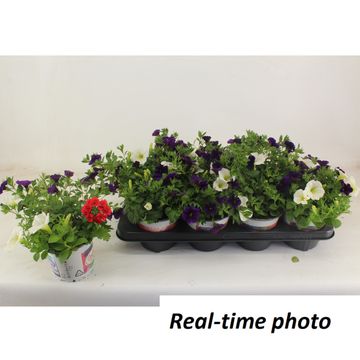 Bedding plants MIX IN POT