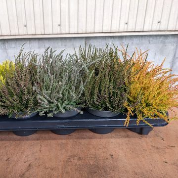 Calluna vulgaris MIX