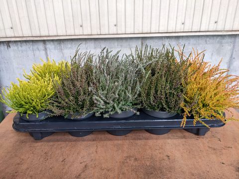 Calluna vulgaris MIX
