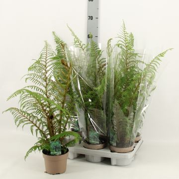 Cyathea tomentosissima 'Highland Lace'