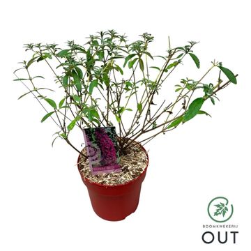 Buddleja davidii 'Royal Red'