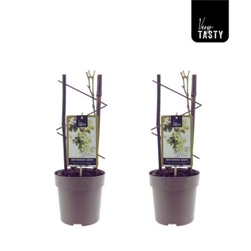 Vitis 'Golden Champion'