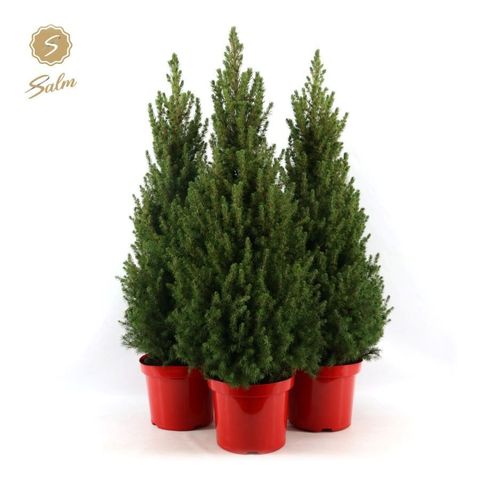 Picea glauca DECEMBER