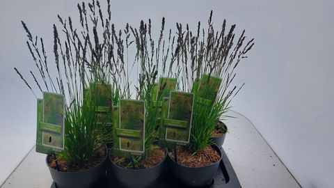 Molinia caerulea 'Moorflamme'