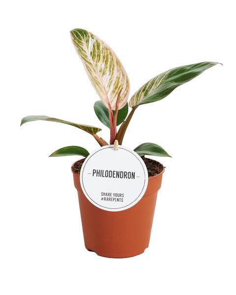 Филодендрон PINK BIKINI