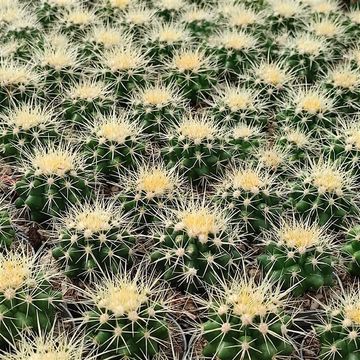 Echinocactus grusonii