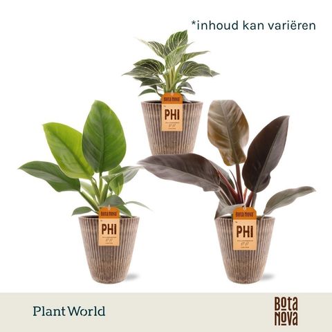 Philodendron MIX