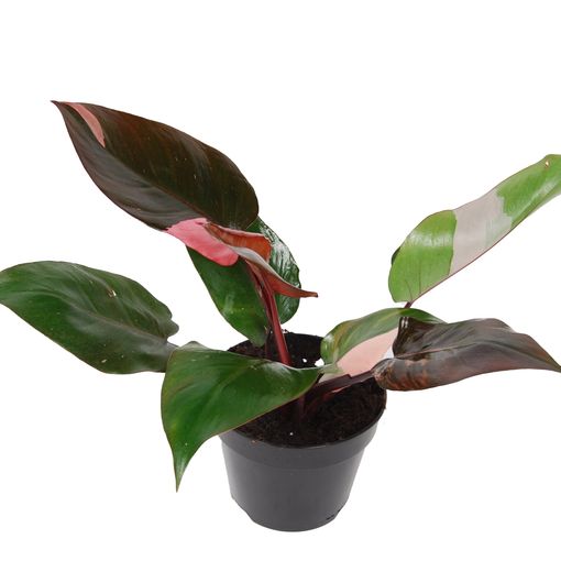 Philodendron Pink Princess P15 Cm H35 45 Cm Plant Wholesale Floraccess