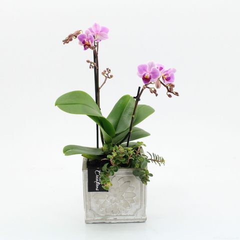 Arrangement Phalaenopsis