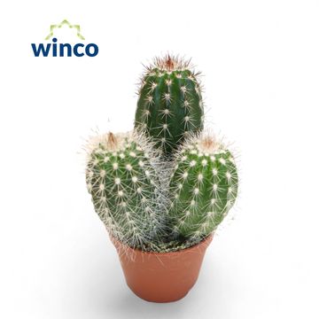 Trixanthocereus blossfeldiorum