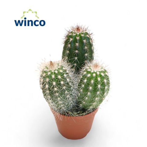 Trixanthocereus blossfeldiorum