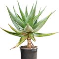 Aloe marlothii