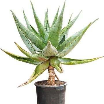 Aloe marlothii