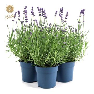 Lavandula angustifolia 'Felice'