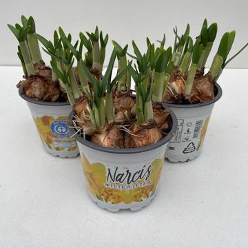 Narcissus 'Tête-à-Tête'