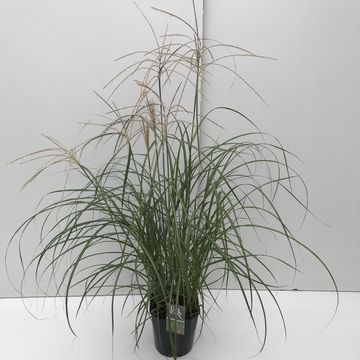 Miscanthus sinensis 'Фламинго'