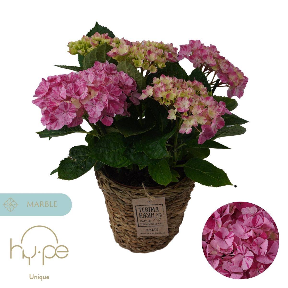 Hydrangea macrophylla 