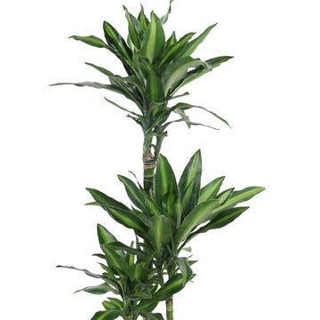 Dracaena fragrans 'Silindo'