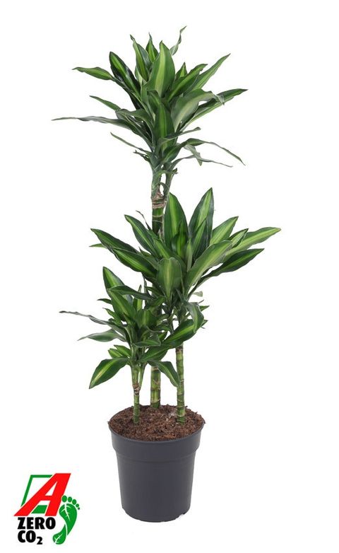 Dracaena fragrans 'Silindo'