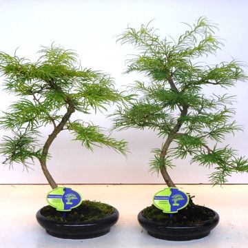 Pseudolarix amabilis