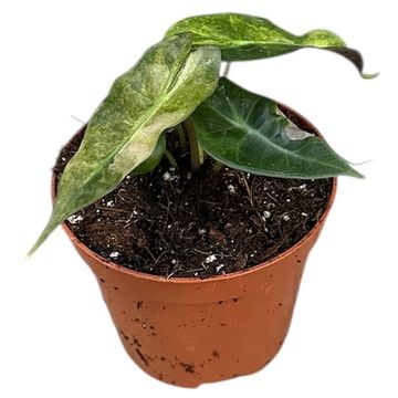 Alocasia 'Polly Yellow Variegata'