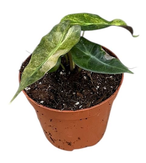 Alocasia 'Polly Yellow Variegata'