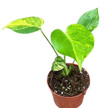 Monstera deliciosa 'Aurea'