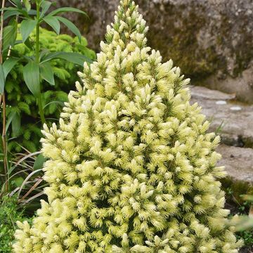Picea glauca 'J.W. Daisy's White'
