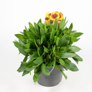 Gaillardia aristata