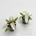 Philodendron 'Whipple Way'