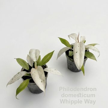 Philodendron 'Whipple Way'