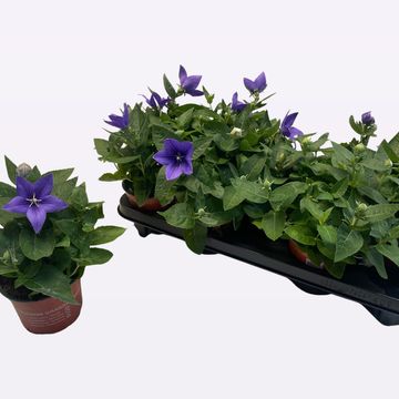 Platycodon grandiflorus POP STAR BLUE
