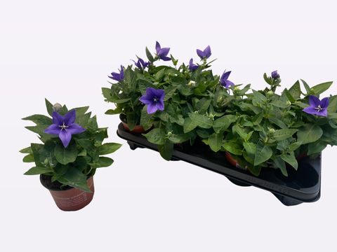 Platycodon grandiflorus POP STAR BLUE