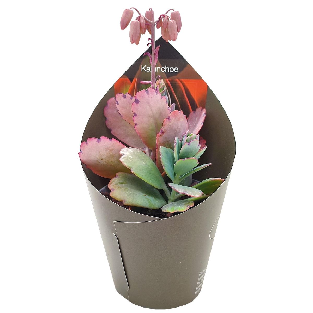 Kalanchoe fedtschenkoi — Plant Wholesale FlorAccess
