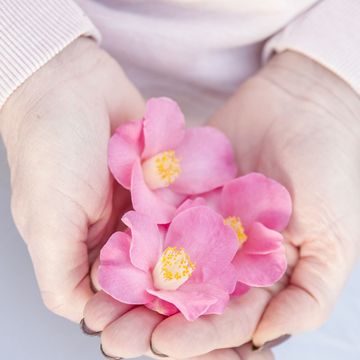 Camellia japonica 'Winter Perfume Pink'