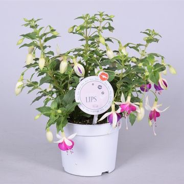 Fuchsia BELLA FUCHSIA NORA