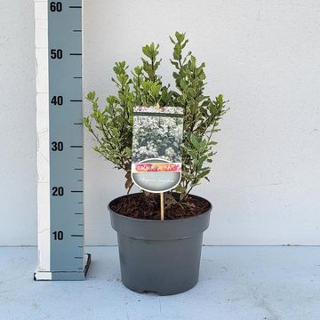 Pittosporum tenuifolium 'Elizabeth'