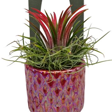 Arrangement Tillandsia