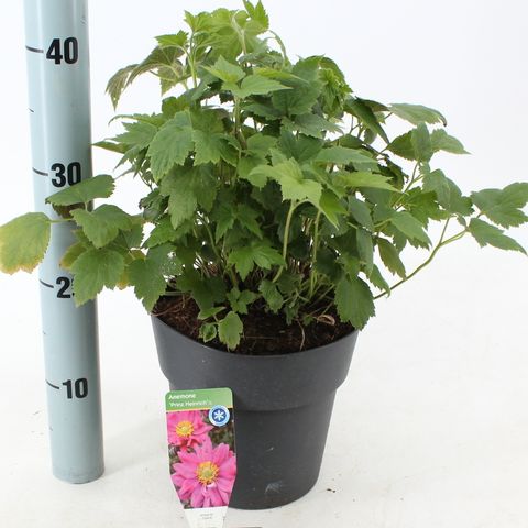 Anemone hupehensis 'Prinz Heinrich'