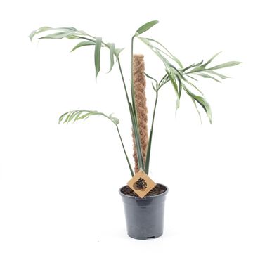 Monstera croatii