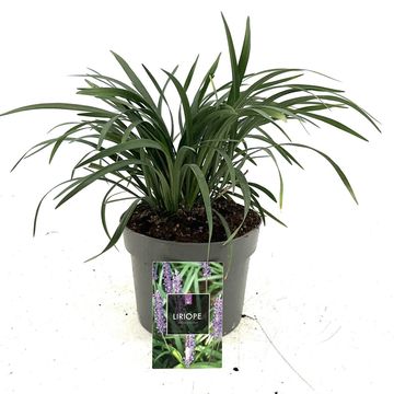 Liriope muscari 'Moneymaker'