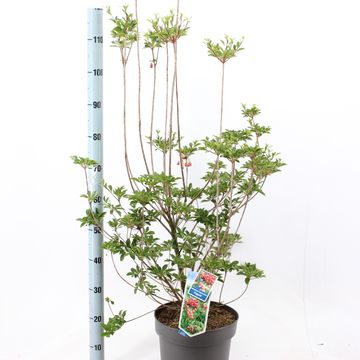Enkianthus campanulatus 'Pagode'
