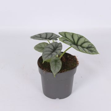 Alocasia 'Silver Dragon'
