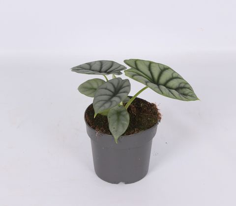 Alocasia 'Silver Dragon'