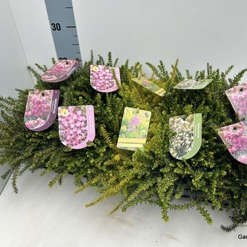 Erica x darleyensis MIX
