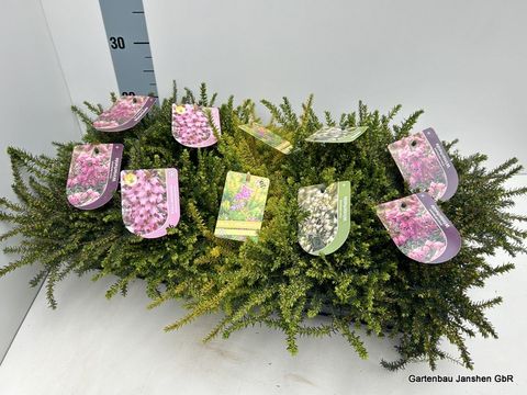 Erica x darleyensis MIX