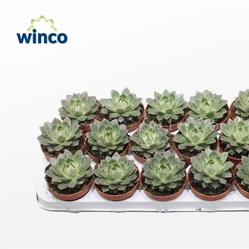 Echeveria parva