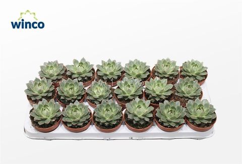 Echeveria parva
