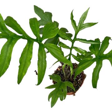 Alocasia brancifolia 'Pink Passion'